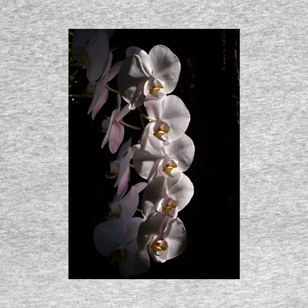 White Orchids by cbernstein